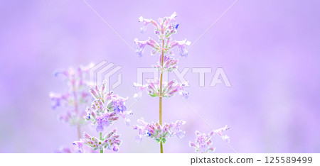A lovely purple flower that makes you feel like you're in a soft story. A lovely purple flower that makes you feel like you're in a soft story. 125589499