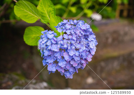 Heart shaped blue hydrangea Heart shaped blue hydrangea 125589930