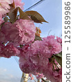 Cherry Blossoms   125589986