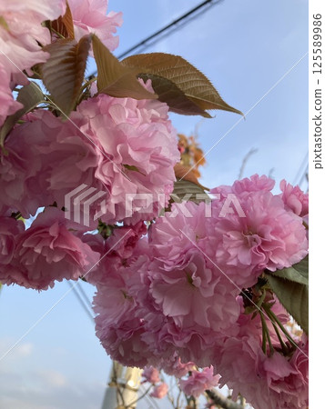 Cherry Blossoms Cherry Blossoms 125589986