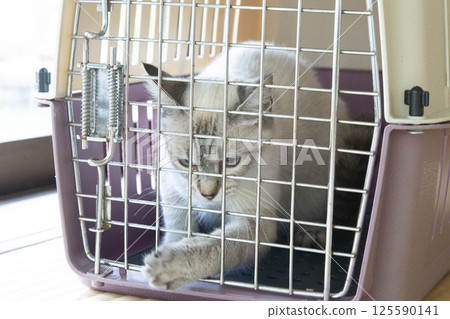 寵物籠中的貓 125590141