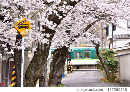 Cherry blossoms next to Rokkakudo in Yamashina, Kyoto and a railroad crossing on the Keihan Keishin Line 125590236