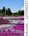 A hill where moss phlox blooms 125590237