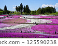 Moss pinks that fill the field of vision 125590238