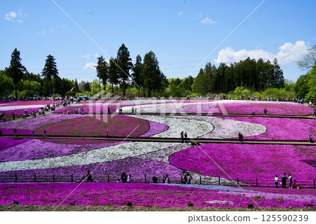 Vividly blooming moss phlox Vividly blooming moss phlox 125590239