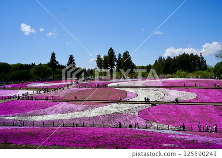 A hill where moss pinks bloom beautifully A hill where moss pinks bloom beautifully 125590241