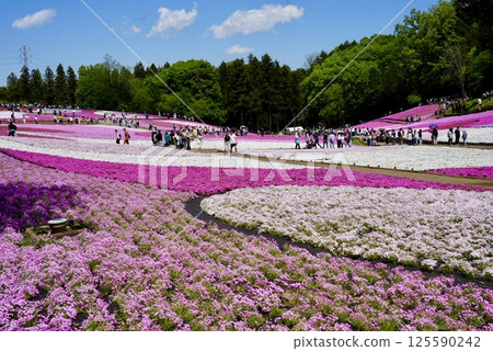 Moss phlox in full bloom and blue sky Moss phlox in full bloom and blue sky 125590242