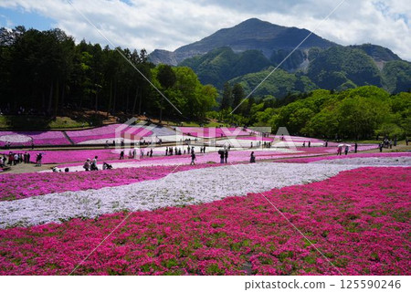 Landscape with moss sakura Landscape with moss sakura 125590246