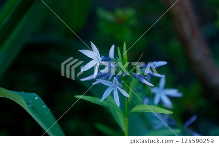 Early summer image: The fleeting blue flowers of the clove of iris Early summer image: The fleeting blue flowers of the clove of iris 125590259