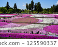 Moss phlox with full visibility 125590337