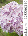 Lily purple hydrangea 125590340