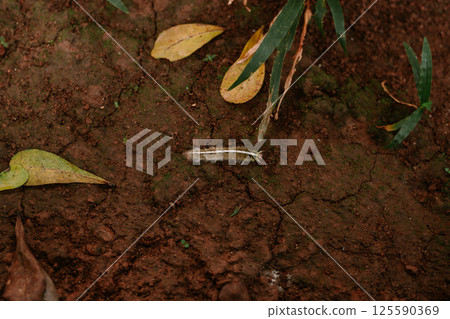 green leaves on tree in nature 125590369