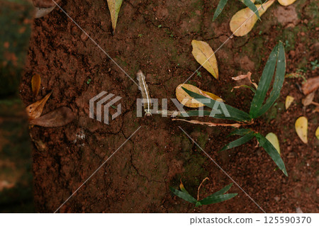 green leaf on tree in nature 125590370