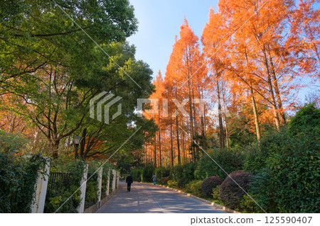 上海人民公園,上海,中國 上海人民公園,上海,中國 125590407