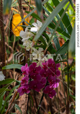 White and purple orchids blooming among dense tropical vegetation 125590453