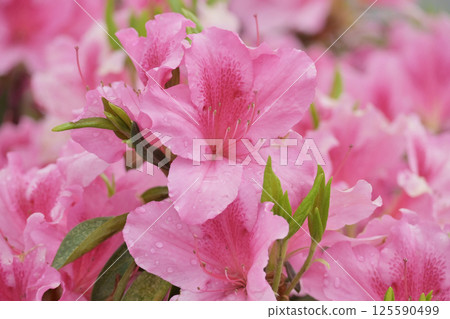 杜鵑花與雨滴 125590499