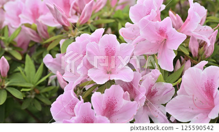 azalea with raindrops 125590542