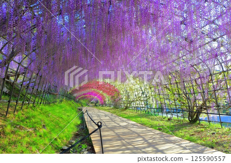 [Fukuoka Prefecture] Wisteria tunnel in full bloom at Kawachi Fuji Garden 125590557