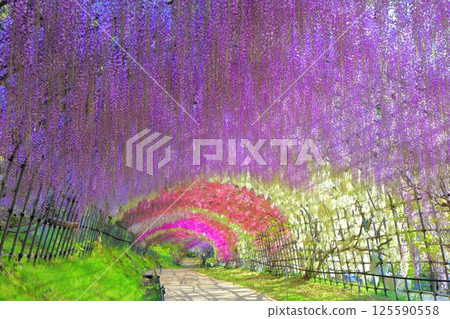 【福岡縣】河內藤園紫藤隧道盛開 125590558