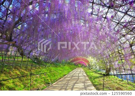 [Fukuoka Prefecture] Wisteria tunnel in full bloom at Kawachi Fuji Garden 125590560