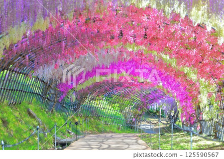[Fukuoka Prefecture] Wisteria tunnel in full bloom at Kawachi Fuji Garden 125590567