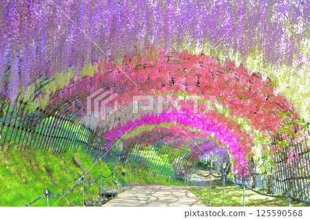 [Fukuoka Prefecture] Wisteria tunnel in full bloom at Kawachi Fuji Garden 125590568