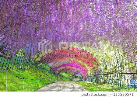 [Fukuoka Prefecture] Wisteria tunnel in full bloom at Kawachi Fuji Garden 125590571