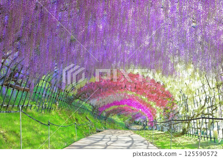 [Fukuoka Prefecture] Wisteria tunnel in full bloom at Kawachi Fuji Garden 125590572