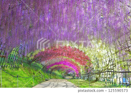 [Fukuoka Prefecture] Wisteria tunnel in full bloom at Kawachi Fuji Garden 125590573
