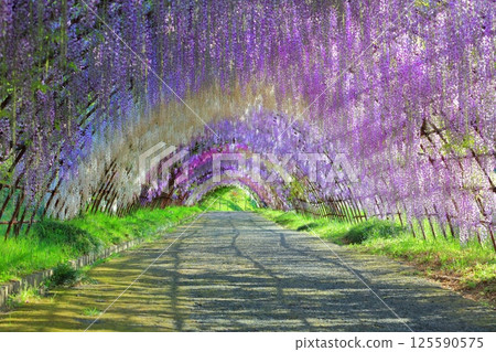 [Fukuoka Prefecture] Wisteria tunnel in full bloom at Kawachi Fuji Garden 125590575