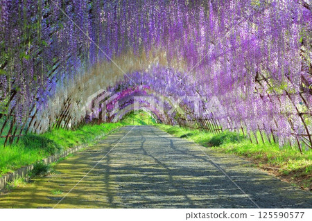 [Fukuoka Prefecture] Wisteria tunnel in full bloom at Kawachi Fuji Garden 125590577