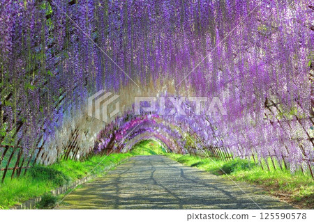[Fukuoka Prefecture] Wisteria tunnel in full bloom at Kawachi Fuji Garden 125590578