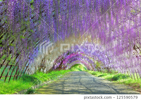 [Fukuoka Prefecture] Wisteria tunnel in full bloom at Kawachi Fuji Garden 125590579