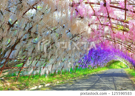 [Fukuoka Prefecture] Wisteria tunnel in full bloom at Kawachi Fuji Garden 125590583