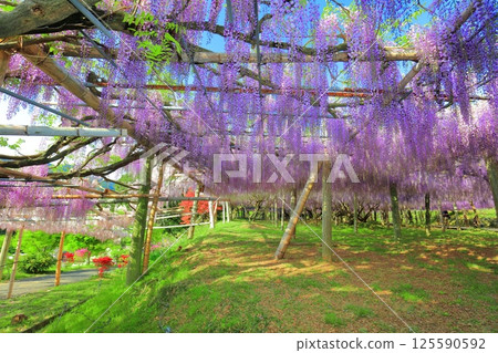 [Fukuoka Prefecture] The large wisteria trellis in full bloom at Kawachi Fuji Garden 125590592