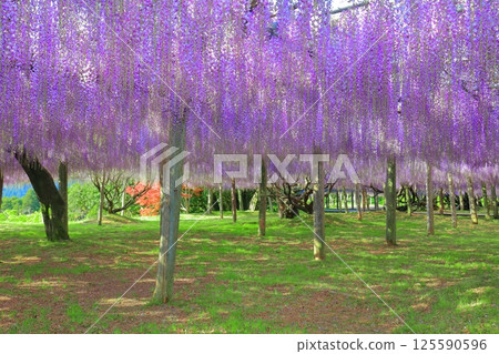 【福岡縣】河內藤園盛開的紫藤棚 125590596