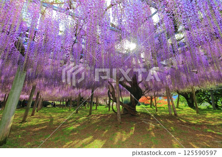 [Fukuoka Prefecture] The large wisteria trellis in full bloom at Kawachi Fuji Garden 125590597