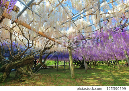 【福岡縣】河內藤園盛開的紫藤棚 125590599