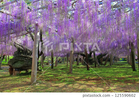 [Fukuoka Prefecture] The large wisteria trellis in full bloom at Kawachi Fuji Garden 125590602