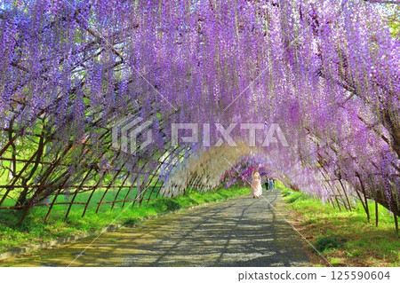 [Fukuoka Prefecture] Wisteria tunnel in full bloom at Kawachi Fuji Garden 125590604