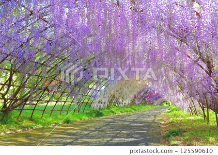 [Fukuoka Prefecture] Wisteria tunnel in full bloom at Kawachi Fuji Garden 125590610