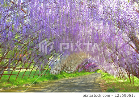[Fukuoka Prefecture] Wisteria tunnel in full bloom at Kawachi Fuji Garden 125590613