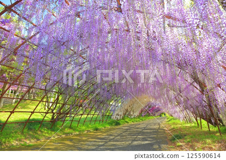 [Fukuoka Prefecture] Wisteria tunnel in full bloom at Kawachi Fuji Garden 125590614