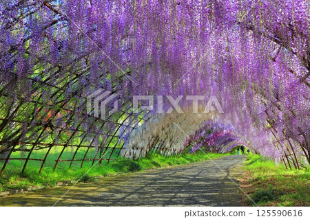 [Fukuoka Prefecture] Wisteria tunnel in full bloom at Kawachi Fuji Garden 125590616