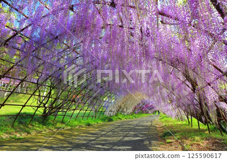 [Fukuoka Prefecture] Wisteria tunnel in full bloom at Kawachi Fuji Garden 125590617