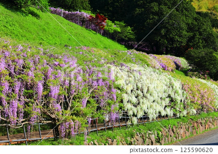 [Fukuoka Prefecture] Wisteria in full bloom at Kawachi Fuji Garden 125590620
