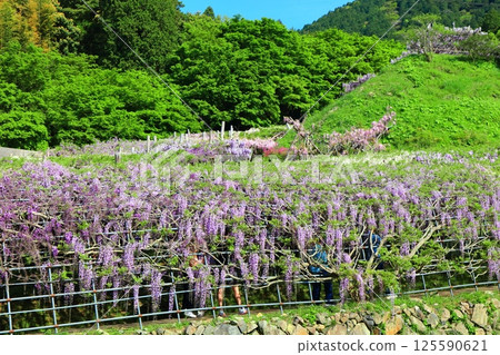 [Fukuoka Prefecture] Wisteria in full bloom at Kawachi Fuji Garden 125590621