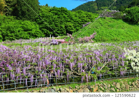 [Fukuoka Prefecture] Wisteria in full bloom at Kawachi Fuji Garden 125590622