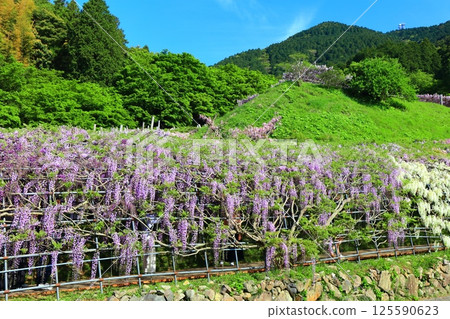 [Fukuoka Prefecture] Wisteria in full bloom at Kawachi Fuji Garden 125590623
