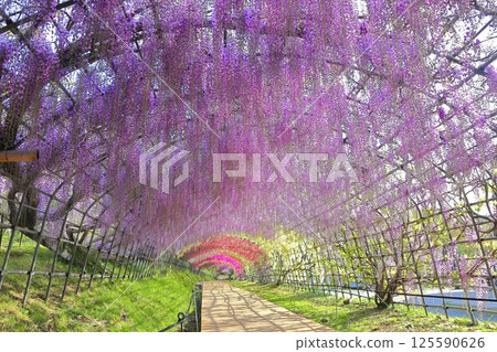 [Fukuoka Prefecture] Wisteria tunnel in full bloom at Kawachi Fuji Garden 125590626